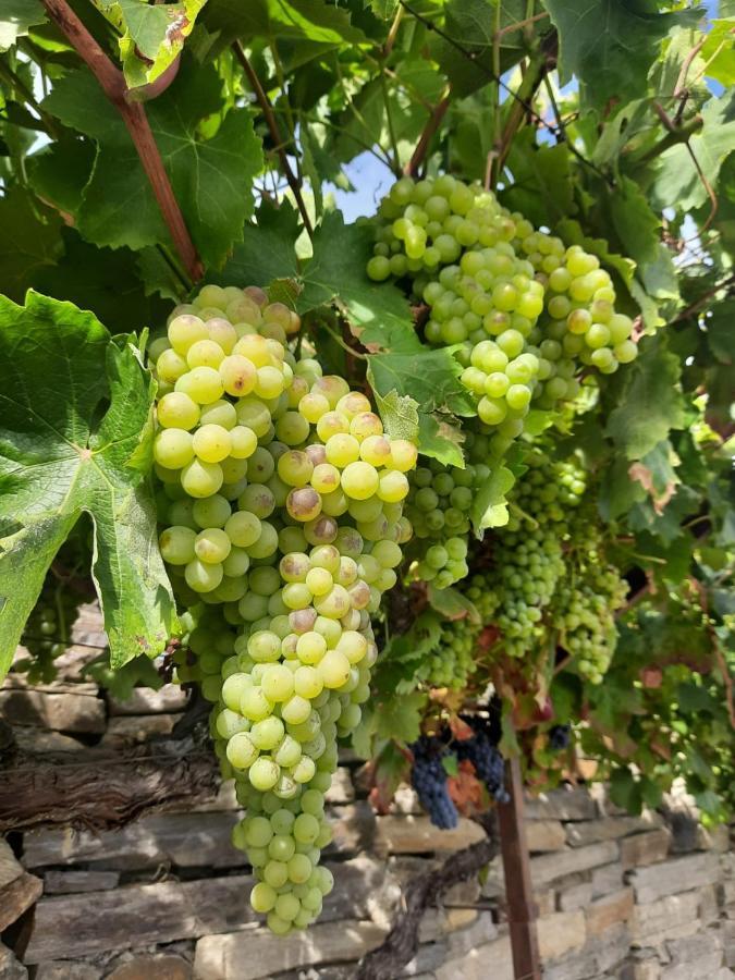 빌라 노바 데 포즈코아 Quinta Alto Da Fraga 빌라 외부 사진